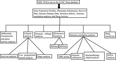 Pan-cancer analysis reveals interleukin-17 family members as biomarkers in the prediction for immune checkpoint inhibitor curative effect